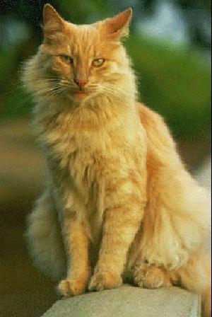 Georgetown Animal Clinic, PC - Veterinarian serving Williamsville, Amherst and Buffalo NY areas: Cat