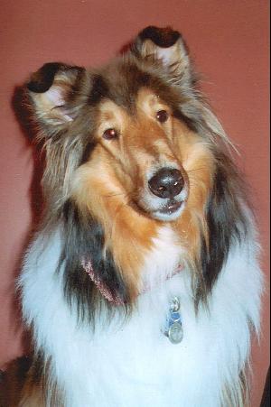 Georgetown Animal Clinic, PC - Veterinarian serving Williamsville, Amherst and Buffalo NY areas: Sheltie