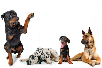 Georgetown Animal Clinic, PC - Veterinarian serving Williamsville, Amherst and Buffalo NY areas: Five Puppies Georgetown Animal Clinic, PC - Veterinarian serving Williamsville, Amherst and Buffalo NY areas: Five Puppies