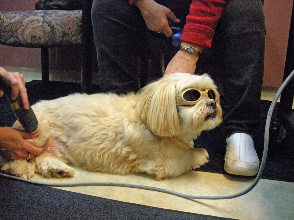 Georgetown Animal Clinic, PC - Veterinarian serving Williamsville, Amherst and Buffalo NY areas - MLS Laser Therapy