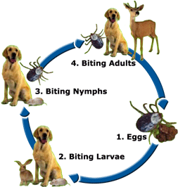 Georgetown Animal Clinic, PC - Veterinarian serving Williamsville, Amherst and Buffalo NY areas: Tick Life Cycle