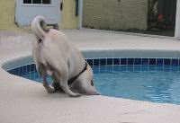 Georgetown Animal Clinic, PC - Veterinarian serving Williamsville, Amherst and Buffalo NY areas: Dog almost falling in pool