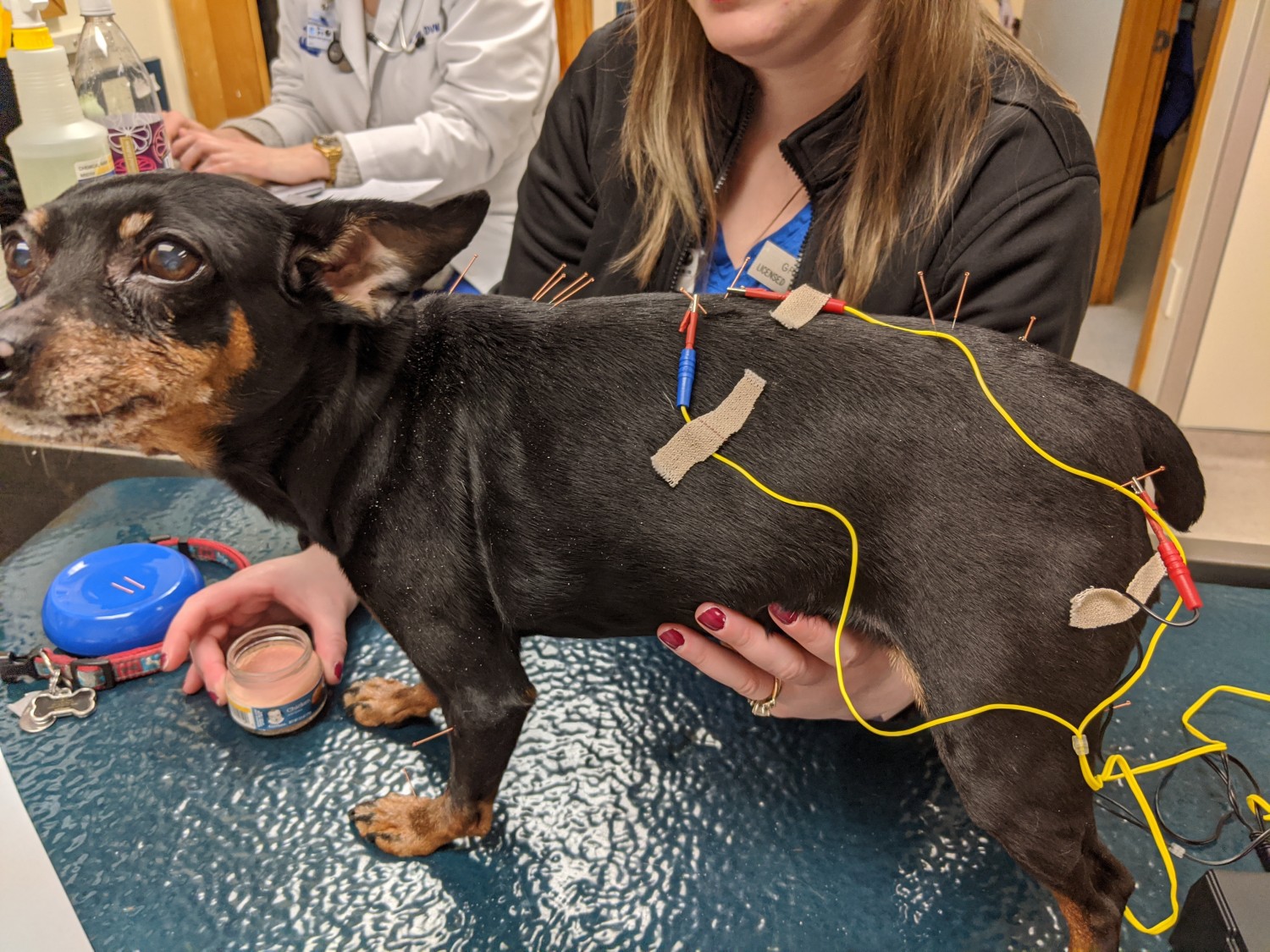 Performing Acupuncture on a Dog
