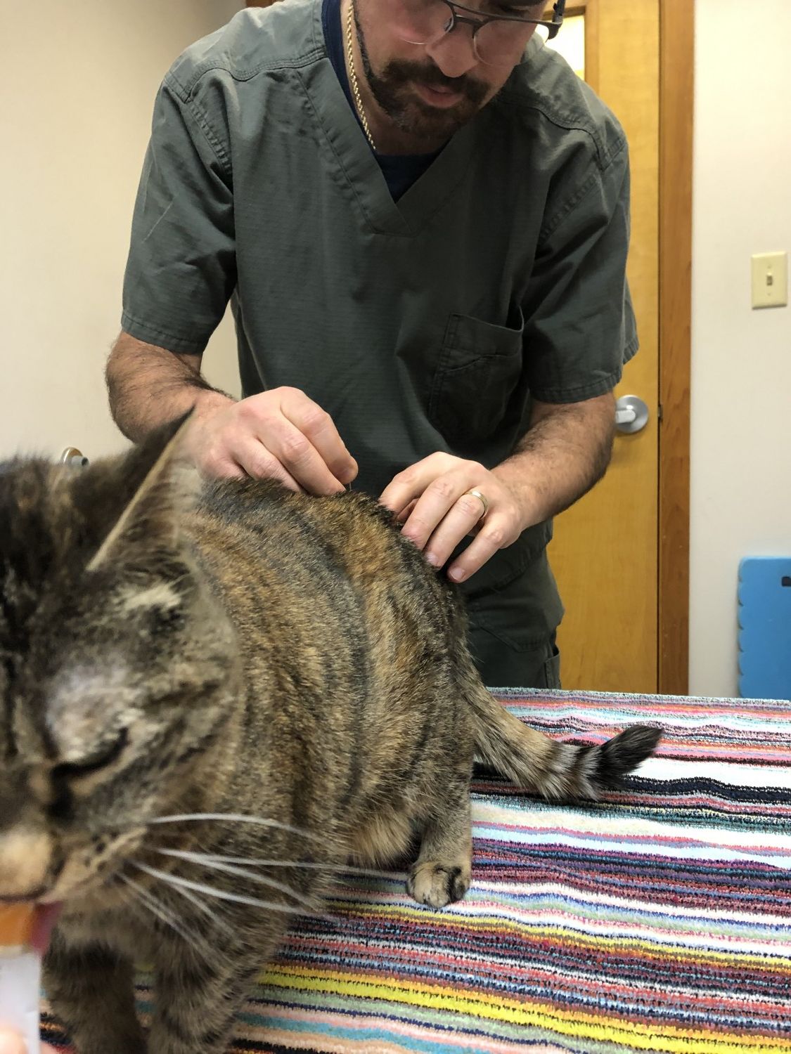 Performing Acupuncture on a Cat