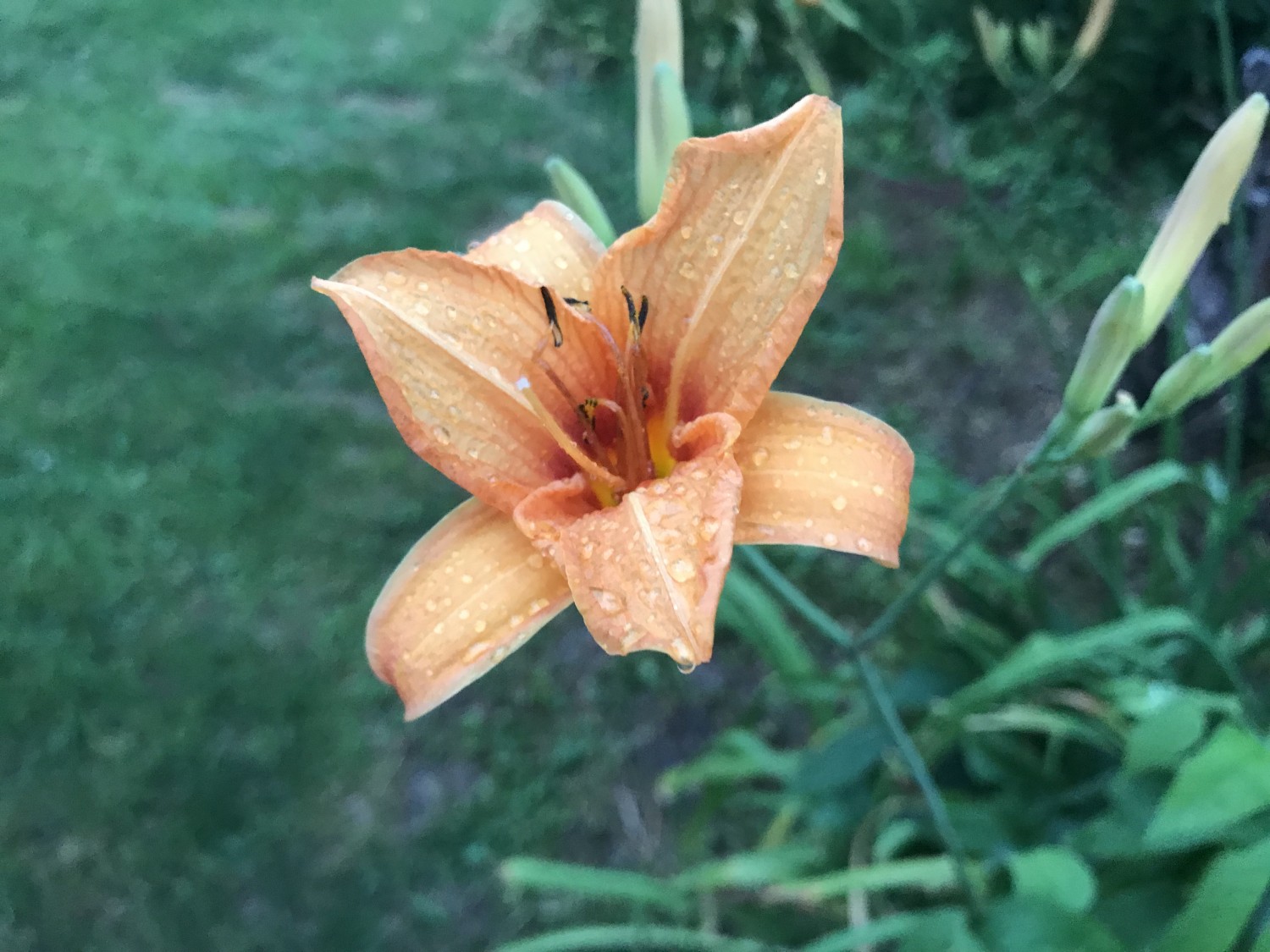 Orange Lily Image