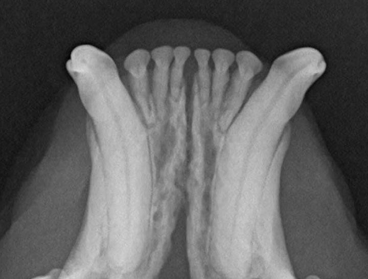 dental 4