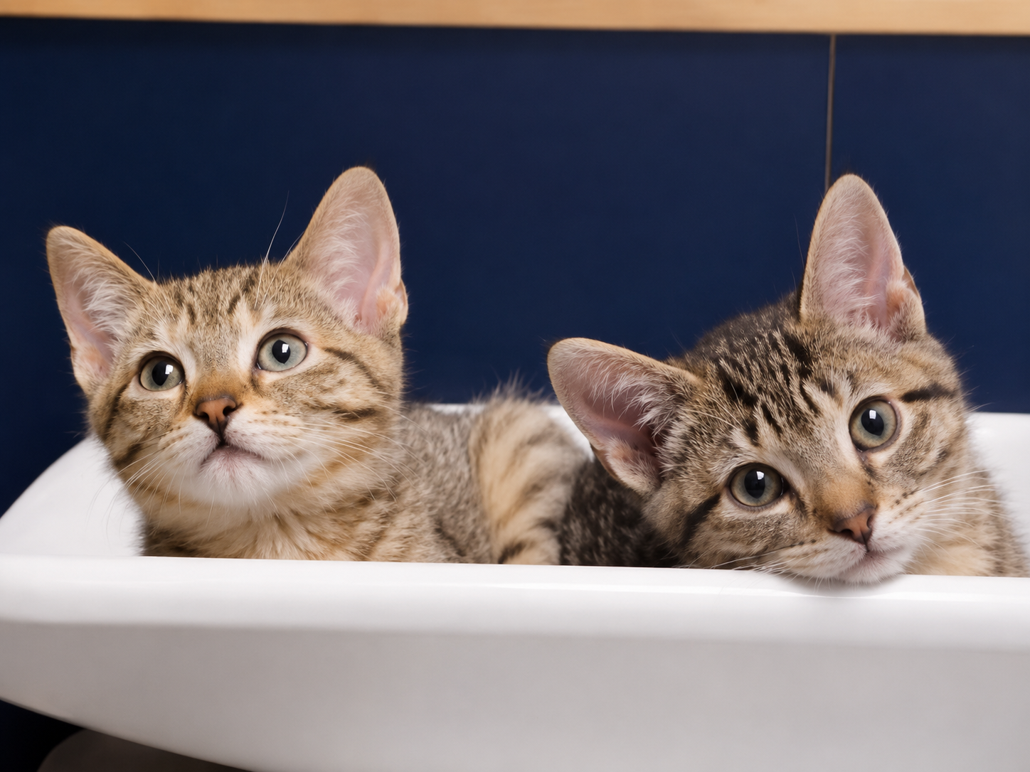 kitten wellness